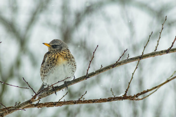 Turdus pilaris bird in winter wildlife