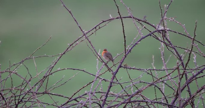 rougegorge familier dans un buisson de ronces