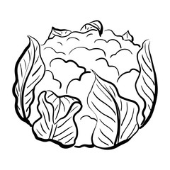 Cauliflower sketch vector illustration. Hand drawn vegetable isolated on white background. Organic diet food. Ink style. Monochrome outline drawing. For menu, icon, farmers market, grocery, print.