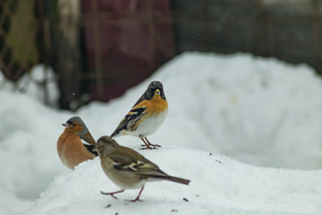 Finch bird winter in wildlife