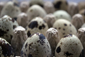 Obraz premium quail egg spot many diet background pattern