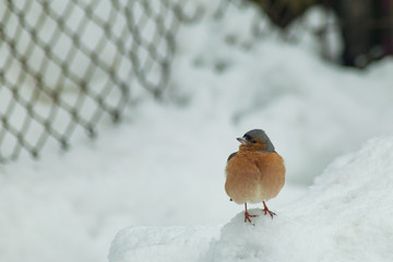 Finch bird winter in wildlife