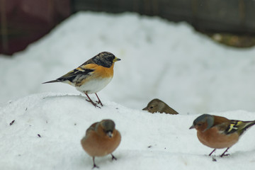 Finch bird winter in wildlife