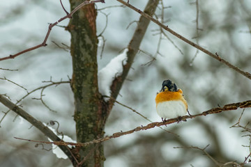 Finch bird winter in wildlife