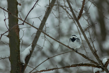 Wagtail bird in wildlife winter season