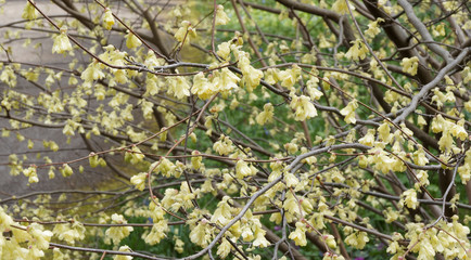 Floraison printanière jaune beurre du Noisetier du Japon pauciflore ou faux noisetier à petites...