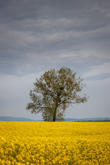 Fototapeta na wymiar Lonely tree in rapeseed field at countryside. Cloudy sky