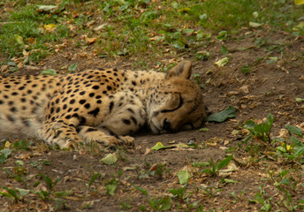 the leopard sleeps