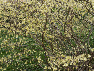 Corylopsis pauciflore ou Noisetier du Japon pauciflore (Corylopsis pauciflora) à ramure arrondie garnie de fleurs jaune beurre aux étamines jaune or