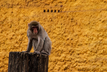 macaque on stump