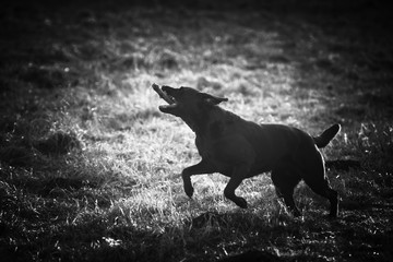 Schwarze Labrador-Retriever spielt mit dem Stock.