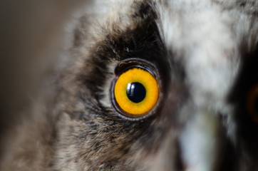 Round orange eye of an owl. Portrait of a bird, close-up. Vigilant attentive bird's eye.