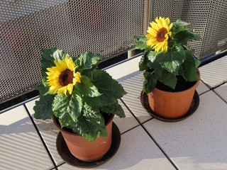 Two dwarf sunflowers © Ilona Lablaika