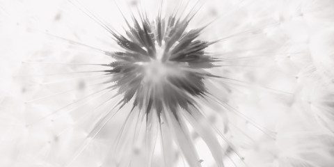 monochrome fluffy dandelion flower head with seeds close-up.