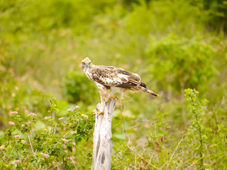 The changeable hawk-eagle or crested hawk-eagle (Nisaetus cirrhatus) sitting on a tree branch and cries in Udawalawe Nationalpark