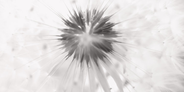 monochrome fluffy dandelion flower head with seeds close-up. © Omega