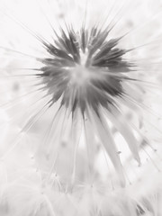 Fluffy dandelion flower head with seeds. Mochrome