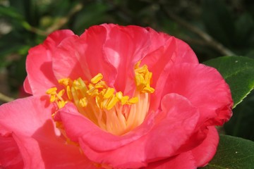 Closeup of pink camellia flower in Florida zoological garden