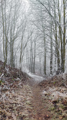 road in forest