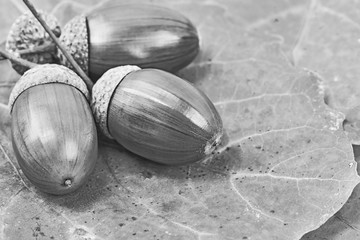 Oak acorns and leaves on the table