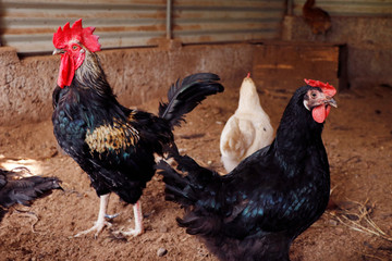 Eggs Chickens ,hens in Livestock cages industrial farm