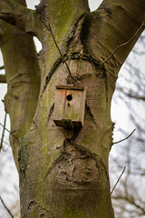 Weathered Old Bird Nesting-Box on Trunk of large Tree