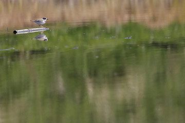 水辺のチドリ