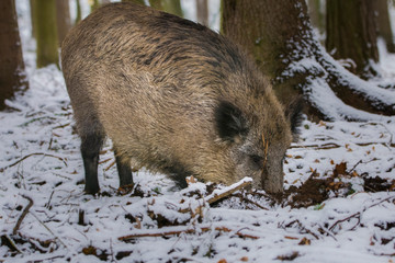 Karlovy Vary, Czech Republic- March 2020: Wild pigs looking for food in the forest