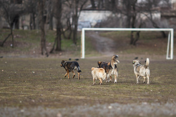 Four dogs running across the football field against the backdrop of the goal. With blurry background.