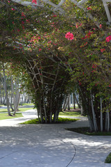 Obraz premium Soundscape Park's Bougainvilleas
