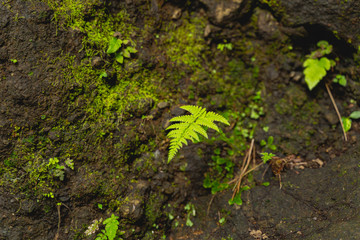 Close up of fern leaf that growing on rock