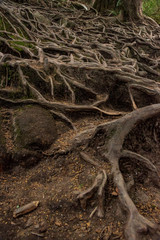 Roots of trees above the ground