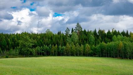 grass filed with pine trees on the background