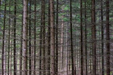 pine trees in the forest in sweden