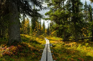 Fotobehang wandelpad in het zweedse bos © AGORA Images
