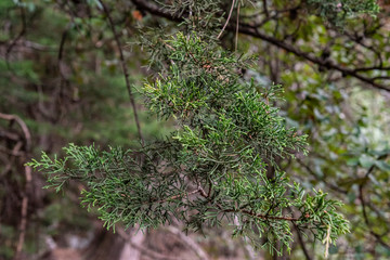 Close up of a branch of pine