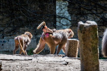 Obraz premium Baboon with child and brother and sister riding on mothers back