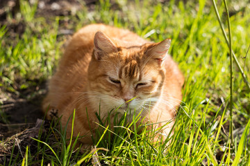 A beautiful ginger cat with closed eyes enjoys relaxing in the sun among green grass. Pet in spring