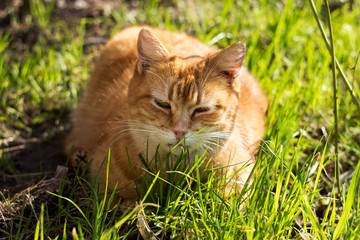 A beautiful ginger cat enjoys relaxing in the sun among green grass. Pet in spring