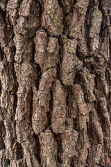 Wood cortex texture on a tree