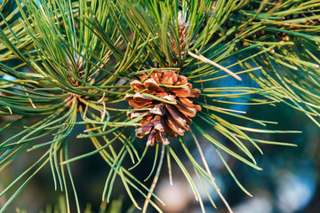 Pine cone on a branch of a large conifer in the light of dawn in the mountains. Brown conifer in the foliage of green conifer needles. Nature. Relax