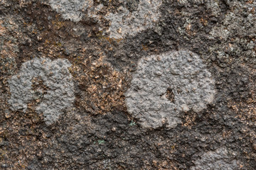 Green mold on a rock - texture