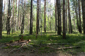 Green deciduous forest in Sunny weather. Moss. Pskov region. Near the village Nusco.