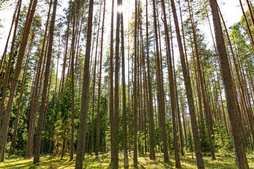 Pine forest on a Sunny day. Pskov region. Velikoluksky district.