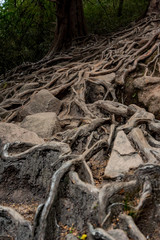 Roots of trees above the ground