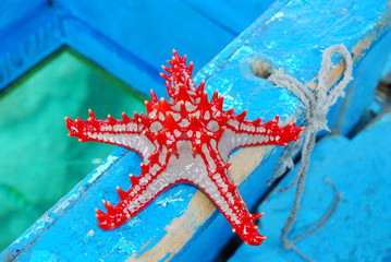 starfish on the beach