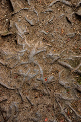 Roots of trees above the ground - Texture