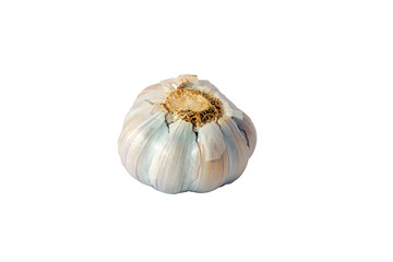 Single fresh garlic isolated on white background. Close-up.
