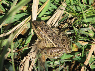 Frog in Grass