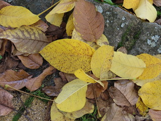 Ash tree leaves on ground